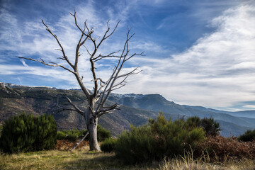 Fototapeta na wymiar dry leafless tree in mountainous landscape with blue sky covered in white clouds