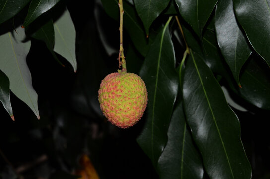 Lichi Fruit In The Black background