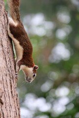 squirrel on tree branch