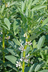 Obraz premium Kwitnąca fasola zwyczajna Vicia faba wczesnym latem