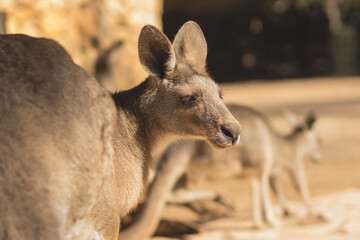 Eastern gray kangaroo standing in the sun, blurred background.