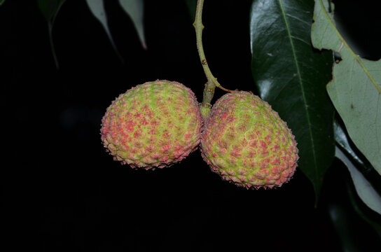 Lichi Fruit Tree In The Black background