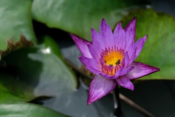 purple water lilly