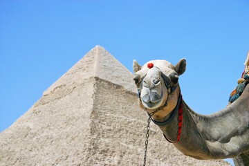 the Great Pyramid behind a camel in Giza, Egypt
