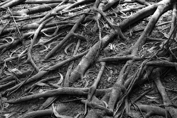 roots in the ground