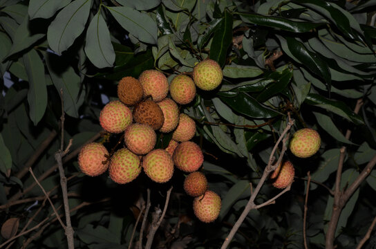 Lichi Fruit Tree In The Garden