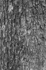 Naklejka premium tekstura kory drzewa