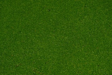 green grass background