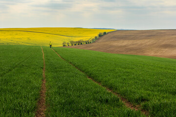 rural landscape with a field