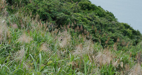 Green plant tree on forest