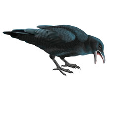 oiseau, corbeau, animal, isolé, nature, faune, noir, bec, ouvert, empennage, blanc, sauvage, gris, fond blanc, volant,  ailes, freux, gazon © behzadillustrations