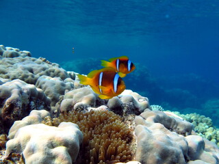 Naklejka na ściany i meble Nemo. Clown fish, amphiprion (Amphiprioninae). Red sea clown fish.