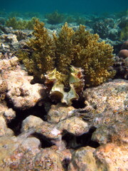 Beautiful coral reefs of the Red Sea.