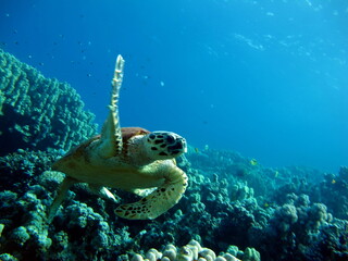 Obraz na płótnie Canvas Sea turtles, Great Reef Turtle Bissa.