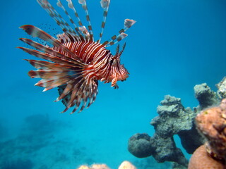 Lionfish Fish - type bone fish Osteichthyes. Scorpaenidae. Winged warrior. Fish zebra.
Lionfish, Corphene, Lionfish Warrior, Zebra Fish,
