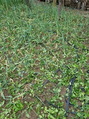 Damaged green grass in the garden