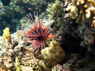 Broadbarred firefish. Fish - a type of bone fish Osteichthyes. Scorpaenidae. Radiant lionfish.