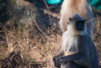Obraz premium Grey lemur of bandipur