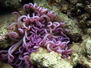 Nemo. Clown fish, amphiprion (Amphiprioninae). Red sea clown fish.