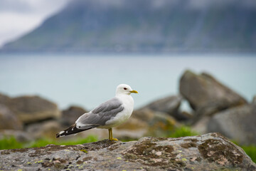 Fototapeta premium Seagull on sea fjord shore