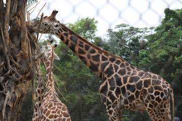 giraffe in the zoo