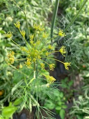 yellow flowers of a dill