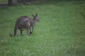 kangaroo in the grass