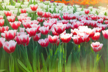 The beautiful blooming tulips in garden.tulips flower close up under natural lighting outdoor