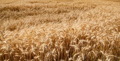 summer wheat field 
