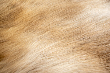 The fur of the reindeer, orange fur and beautiful patterns. Looks gentle and swaying to the touch