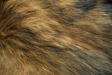 Brown and white fur The hairs are smooth and have a beautiful pattern. The reindeer's hair is golden when exposed to morning sunlight.