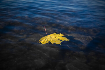 a yellow leaf floats in an autumn lake