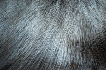 The hair of the reindeer, white fur mixed with gray and has a beautiful swaying pattern. Looks soft, pleasant to the touch. The color is not bright. Dark tone style