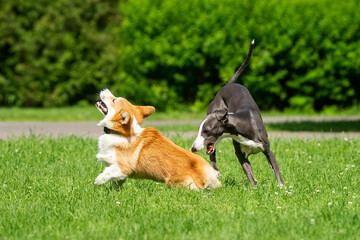 hound Greyhound and Corgi