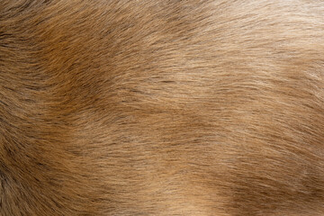 The fur of the reindeer, orange fur and beautiful patterns. Looks gentle and swaying to the touch