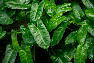 Crystal Anthurium or Anthurium crystallinum Linden ex André has bright dark green leaves. Heart...