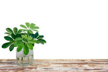 Schefflera arboricola (Hayata) Merr or Miniature Umbrella Plant, Hawaiian Elf is decorated in a glass jar on a wooden table with a white background.