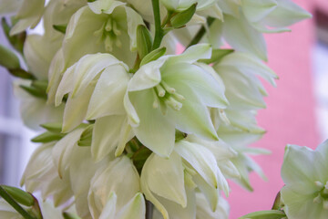 Luxuriously blooming garden Yucca on a pink background. The flowers are large, bell-shaped, white, hanging on short pedicels, forming a multi-flowered panicle.