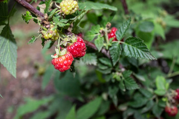 Raspberry berries ripened on the shrub. Ripe pink berries. The foliage is green.