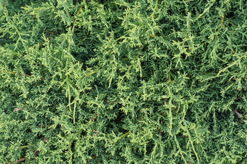 Green natural background with arborvitae.
