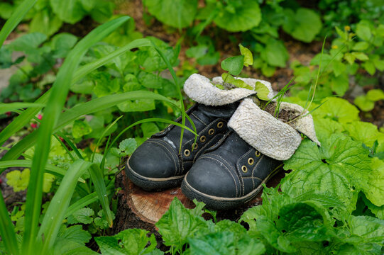 Old leather boots and a sprout on a green background with leaves.