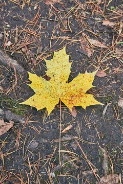 Autumn yellow maple leaf on a land background.