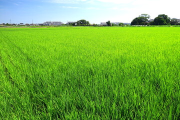 朝の郊外の風のある青田風景