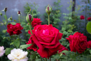 Large blooming red roses. Spring blooming front garden.
