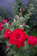Large blooming red roses. Spring blooming front garden.