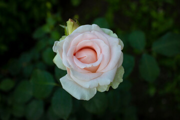 Rose of a delicate pink shade, Nude. Opening Bud close-up. Openwork petals. Next to it is a small unopened one. The background is blurred, green. Postcard, banner.