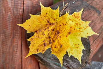 Autumn yellow maple leaf on red wooden background.