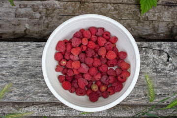Ripe juicy raspberries in a white bowl. Pink and maroon, berries. On a wooden surface with ears of grass.