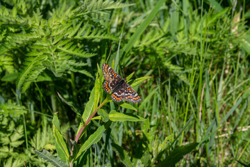 wild butterfly on a natural background