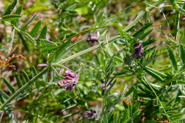 natural background with a wild plant
